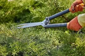 维护园林生态平衡的现实任务：市园林管理不足造成植物种植失衡